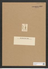 Gomphonema augur Ehr. (de-Toni-Nr.: Genus 37, Species 1733) Zeichnungen Sammlung Grunow Nr. 3389 (NHMW-BOT-W0370914)